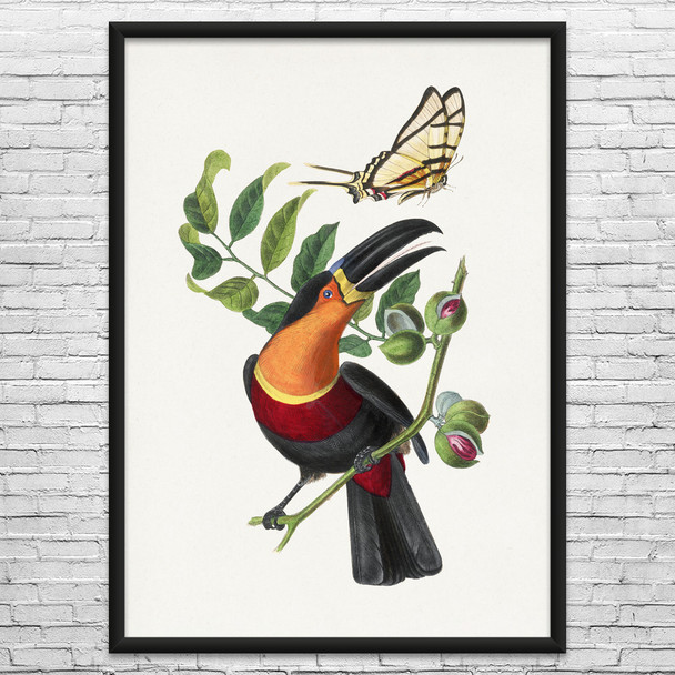Tucan & Butterfly Botanical Art Print Tucan & Butterfly Botanical Art Print
