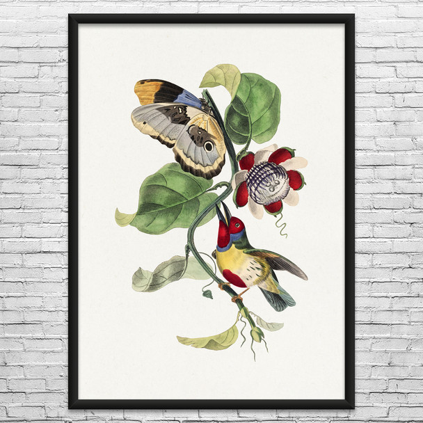 Barbet Bird & Butterfly Botanical Art Print Barbet Bird & Butterfly Botanical Art Print