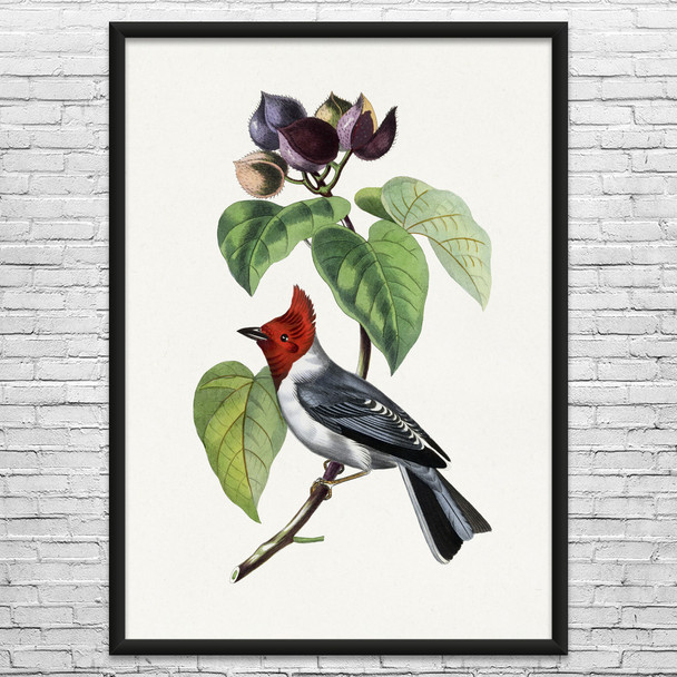 Fringilla Bird on Branch Botanical Art Print Fringilla Bird on Branch Botanical Art Print