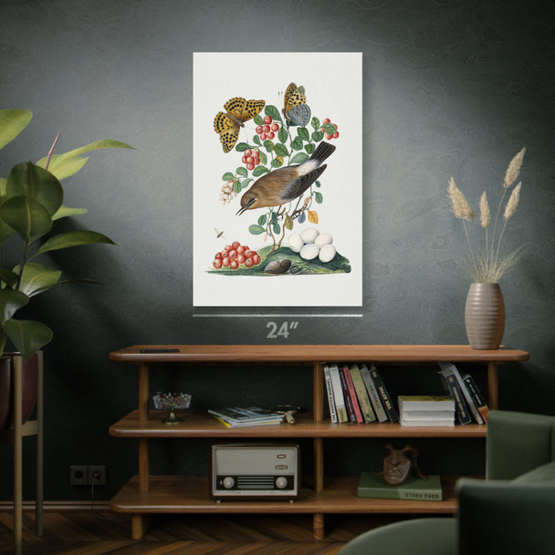 Northern Wheatear & Butterflies Botanical Art Print