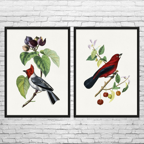 Birds Botanical Art Prints Set of 2