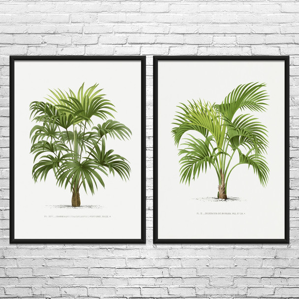 Palm Tree Botanical Art Prints Set of 2