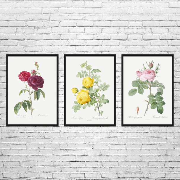 Rose Botanical Art Prints Set of 3