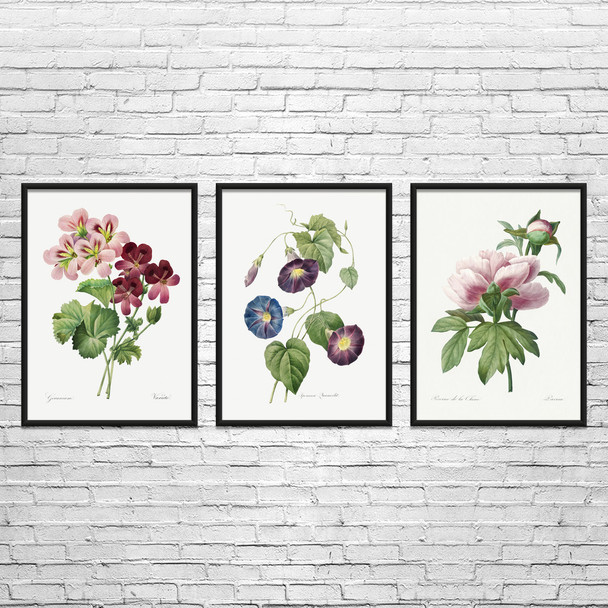 Flowers Botanical Art Prints Set of 3