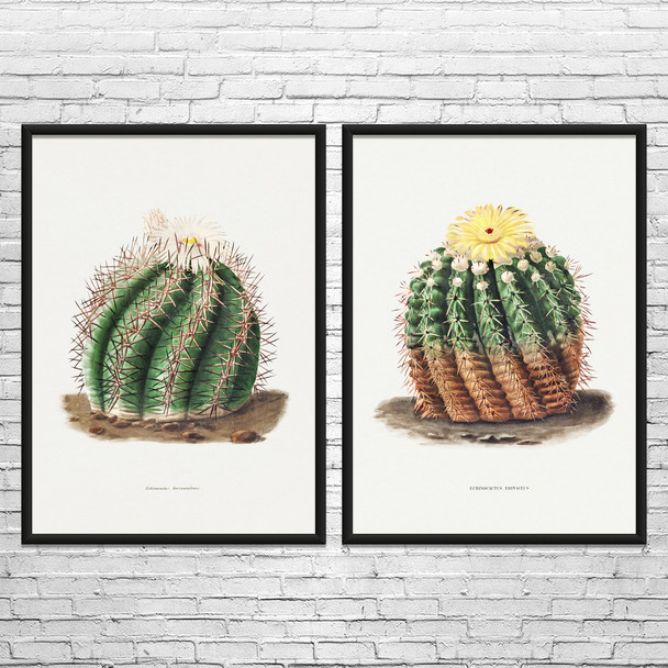 Barrel Cactus Botanical Art Prints Set of 2