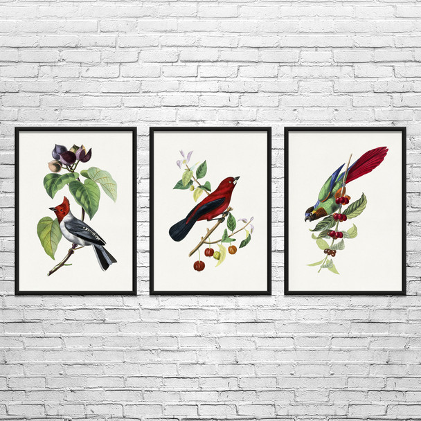 Birds Botanical Art Prints Set of 3