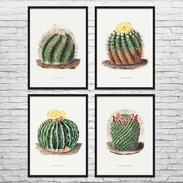 Barrel Cactus Botanical Art Prints Set of 4