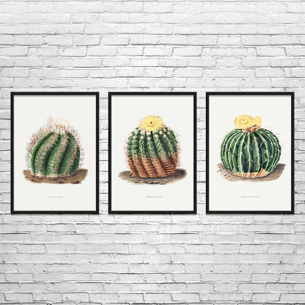 Barrel Cactus Botanical Art Prints Set of 3