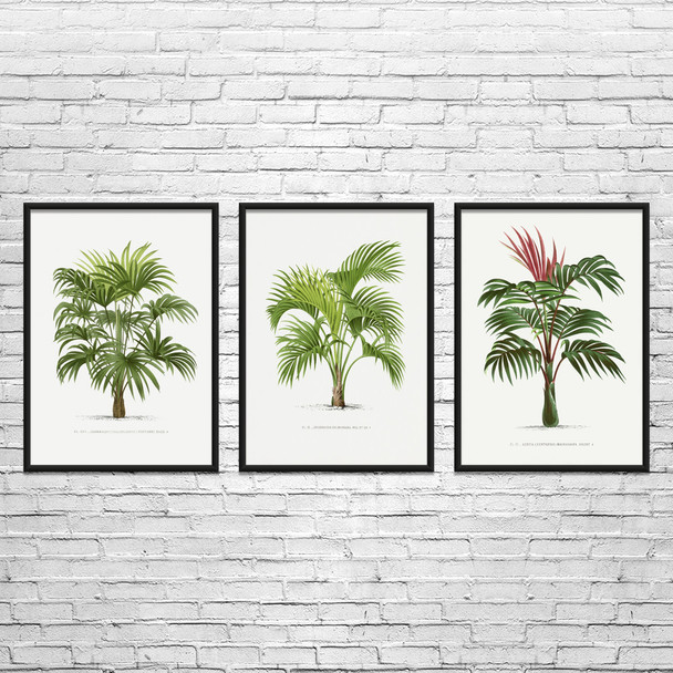 Palm Tree Botanical Art Prints Set of 3