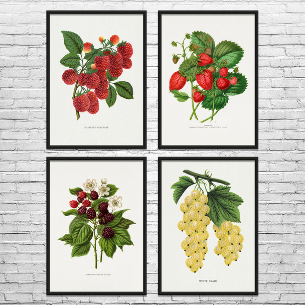 Fruit Botanical Art Prints Set of 4