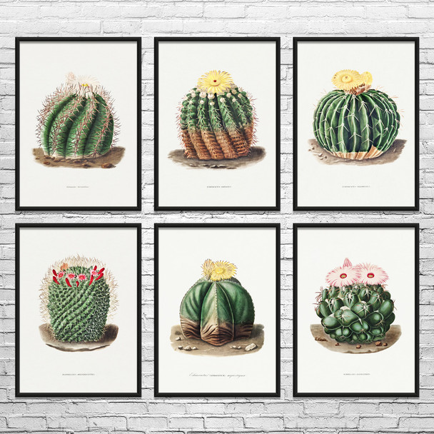 Barrel Cactus Botanical Art Prints Set of 6