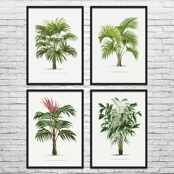 Palm Tree Botanical Art Prints Set of 4