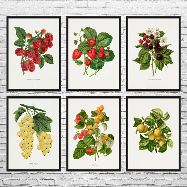 Fruit Botanical Art Prints Set of 6