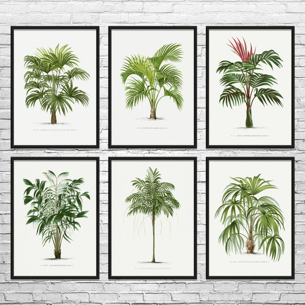 Palm Tree Botanical Art Prints Set of 6