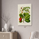 Cashew Botanical Art Print Cashew Botanical Art Print