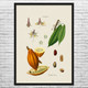 Cocoa Botanical Art Print Cocoa Botanical Art Print