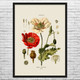 Poppy Flower Botanical Art Print