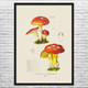 Mushroom Botanical Art Print