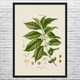 Coffee Botanical Art Print