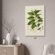 Coffee Botanical Art Print