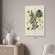 Absinthium Botanical Art Print Absinthium Botanical Art Print