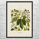 Hops Botanical Art Print