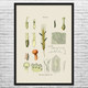 Ergot Fungus Botanical Art Print