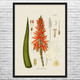 Aloe Vera Botanical Art Print