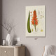Aloe Vera Botanical Art Print