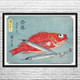 Red Snapper & Halfbeak Ukiyo-e Wall Art