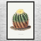 Golden Barrel Cactus Botanical Art Print