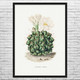 Black Chin Cactus Botanical Art Print