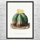 Bishops Cap Cactus Botanical Art Print