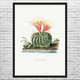 Sun Cup Cactus Botanical Art Print