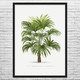 Windmill Palm Tree Botanical Art Print