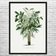 Murumuru Palm Tree Botanical Art Print