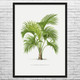 Belmore Palm Tree Botanical Art Print