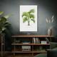 Belmore Palm Tree Botanical Art Print