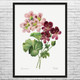 Geranium Botanical Art Print