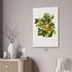 Prune Botanical Art Print