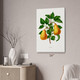 Pear Botanical Art Print