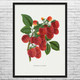 Colossal Raspberry Botanical Art Print