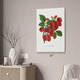 Colossal Raspberry Botanical Art Print