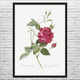 Red Bengal Rose Botanical Art Print
