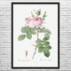 Rose of Perfume Botanical Art Print