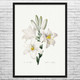 White Lily Botanical Art Print