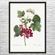 Red Currant & Butterfly Botanical Art Print