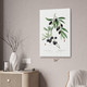 Black Olive Botanical Art Print