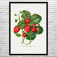 Strawberry Botanical Art Print