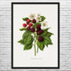 Blackberry Botanical Art Print